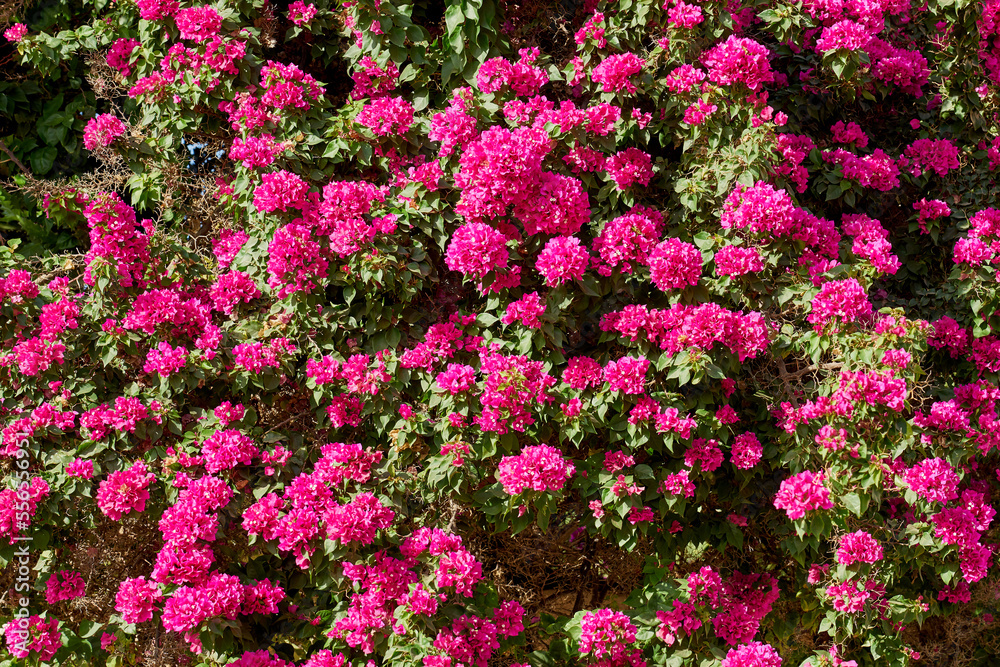 Tropical pink flowers on bushes in the rays of light.