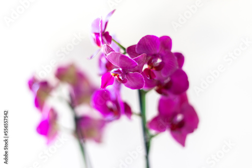 purple orchid isolated on white