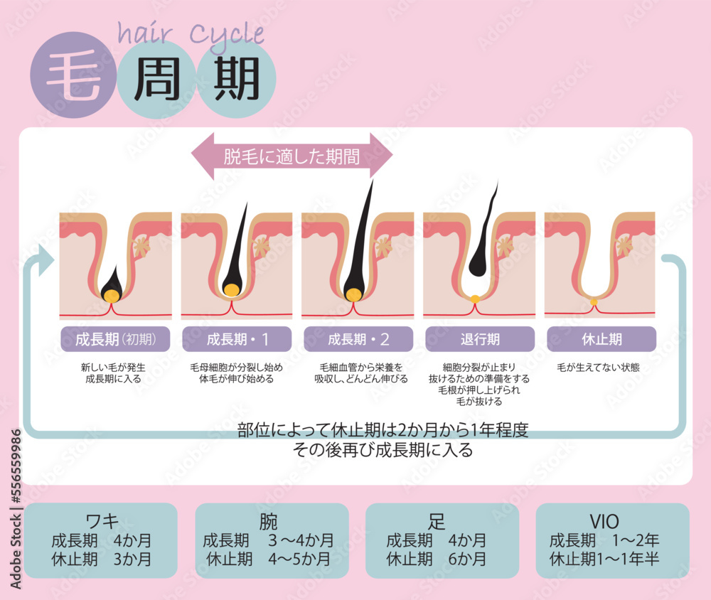 生え 変わり 毛: 髪の毛 生まれ変わり ハゲ | 柴犬の換毛期は抜け毛が大変?時期・期間・室内飼いの注意点は? – JSLNF