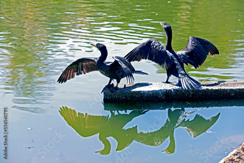 Brazilian cormorant hunting by the lakeside on countryside of Brazil photo