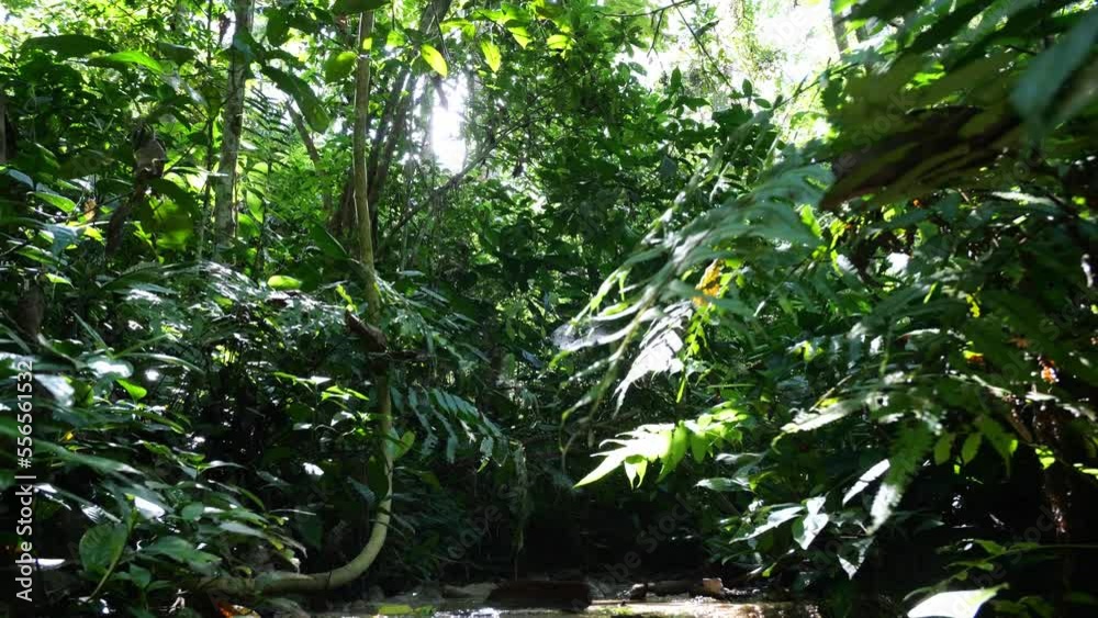 Tropical Forest In Beautiful Nature Landscape With Water Flow. Lush Of Evergreen Jungle With Dense Rainforest Plants Vegetation
Tropical Forest In Beautiful Nature Landscape With Water Flow. Lush Of Evergreen Jungle With Dense Rainforest Plants Vegetation