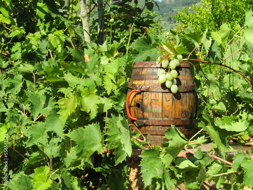 wine barrels in a vineyard