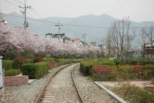 4월 봄 대한민국 창원시내를 관통하는 기찻길옆에 아름답게 피어난 벚꽃들 photo