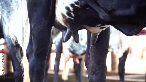 Dutch cow udder spilling milk photo