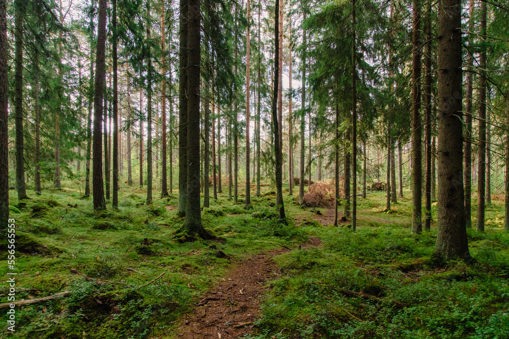 beautiful forest scenery with pine trees and green moss beautiful forest scenery with pine trees and green moss