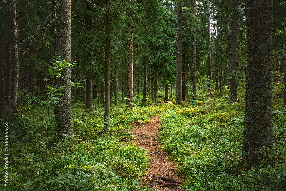 beautiful forest scenery with pine trees and green moss beautiful forest scenery with pine trees and green moss