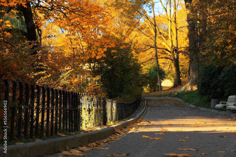 Fototapeta premium Beautiful yellowed trees and paved pathway in park on sunny day