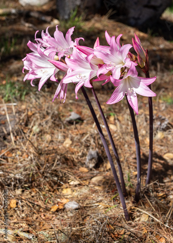 Amaryllis Belladonna ( Naked Lady) flower photo