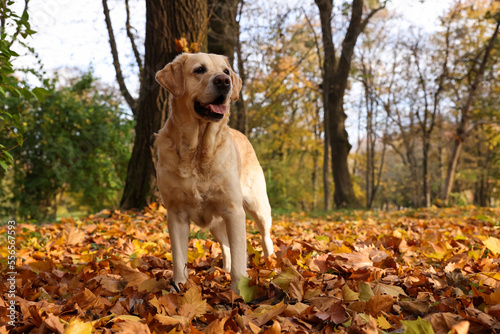 Cute Labrador Retriever dog on fallen leaves in sunny autumn park. Space for text © New Africa