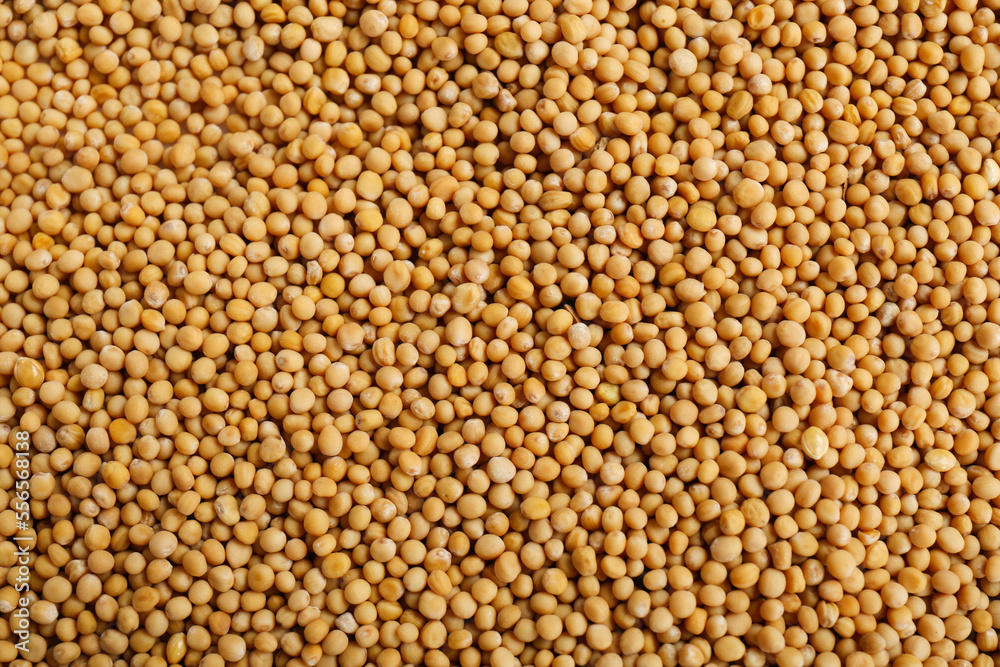 Aromatic mustard seeds as background, top view Aromatic mustard seeds as background, top view