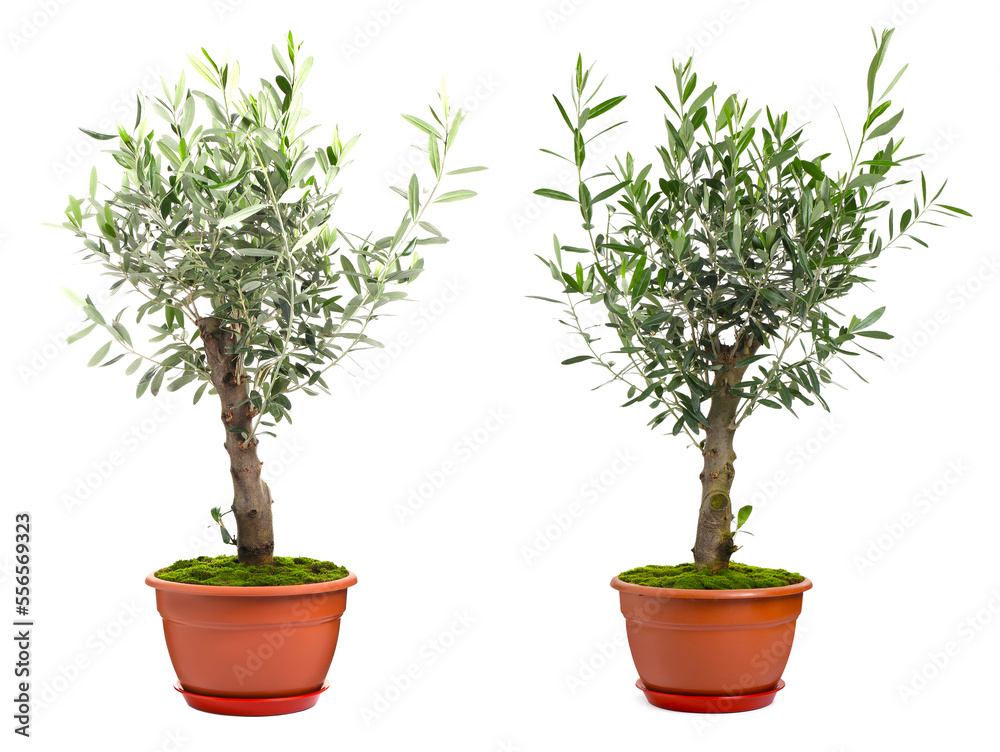 Obraz premium Beautiful potted olive trees on white background, collage
