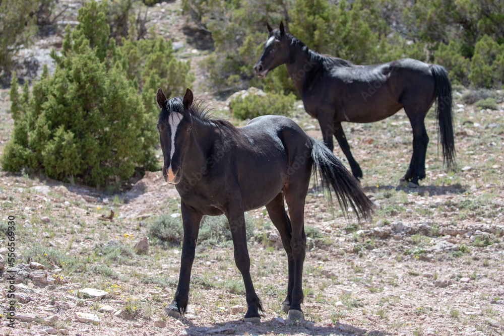 Two black wild horses on alpine desert hillside on Pryor Mountain in the western United States Two black wild horses on alpine desert hillside on Pryor Mountain in the western United States