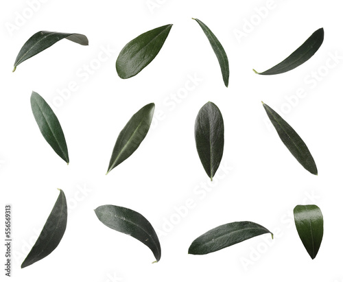 Set with fresh green olive leaves on white background