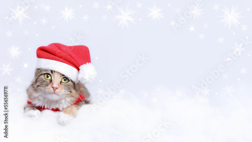 Christmas Cat card. Kitten Santa Claus on the white background.  Merry Christmas. Place for text. Greeting cards. Sparkling lights or stars. Happy New Year. Cat in a Santa Claus hat on white clouds  © Mariia