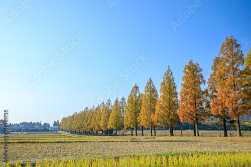 秋のメタセコイア並木　マキノ高原　滋賀県高島市　Metasequoia trees in autumn. Makino Plateau. Shiga Prefecture, Takashima city. photo