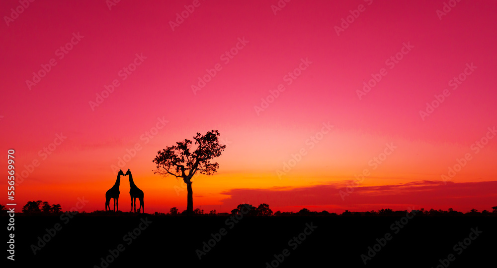 Amazing.Evening sky of africa and orange sunset with silhouettes of acacia trees and sun setting on the horizon in the Serengeti Park plains, Tanzania, Africa.