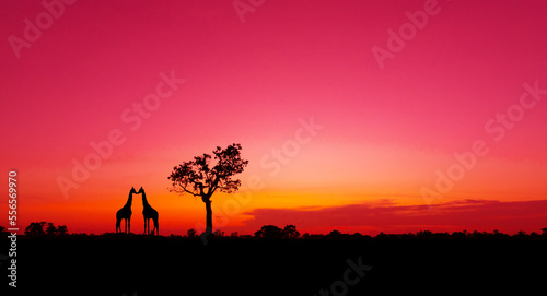 Amazing.Evening sky of africa and orange sunset with silhouettes of acacia trees and sun setting on the horizon in the Serengeti Park plains  Tanzania  Africa.