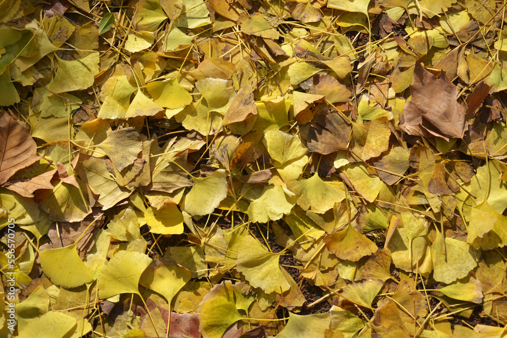 yellow ginkgo leaves on the ground in the park in sunny afternoon yellow ginkgo leaves on the ground in the park in sunny afternoon