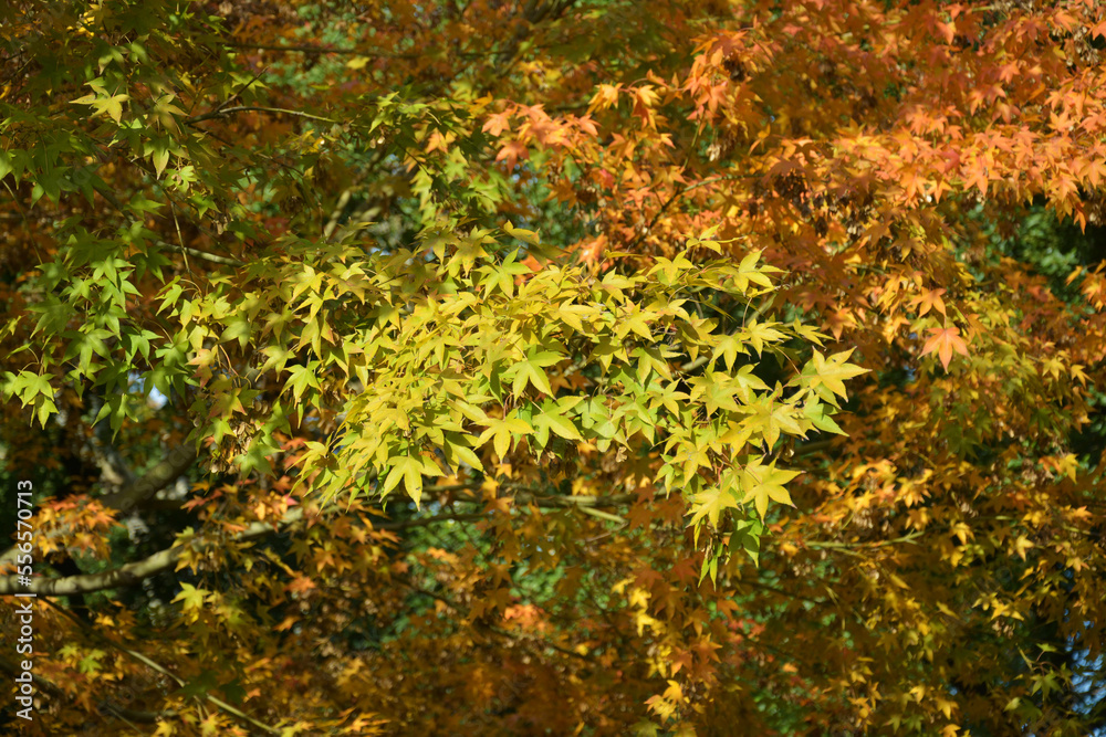 colorful autumn leaves on the branch in sunny afternoon in the park colorful autumn leaves on the branch in sunny afternoon in the park