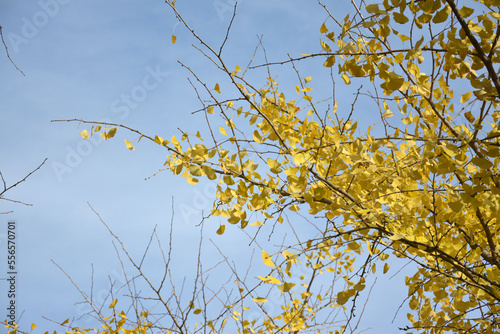 yellow ginkgo leaves on the branch in sunny blue autumn day