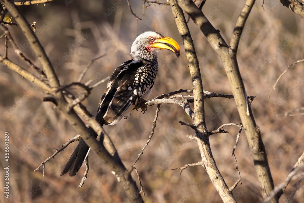 Fototapeta premium Southern Yellow-billed Hornbill, Tockus leucomelas, bird with big bill in the nature habitat, Damaraland, Mount Erongo, Namibia