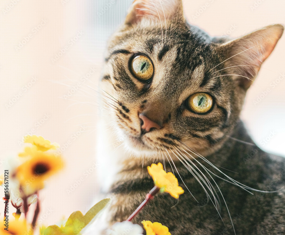 Gato atigrado Stock Photo Adobe Stock