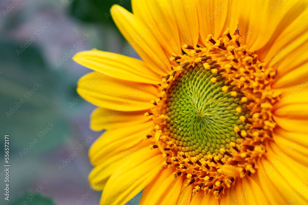sunflower
sunflower