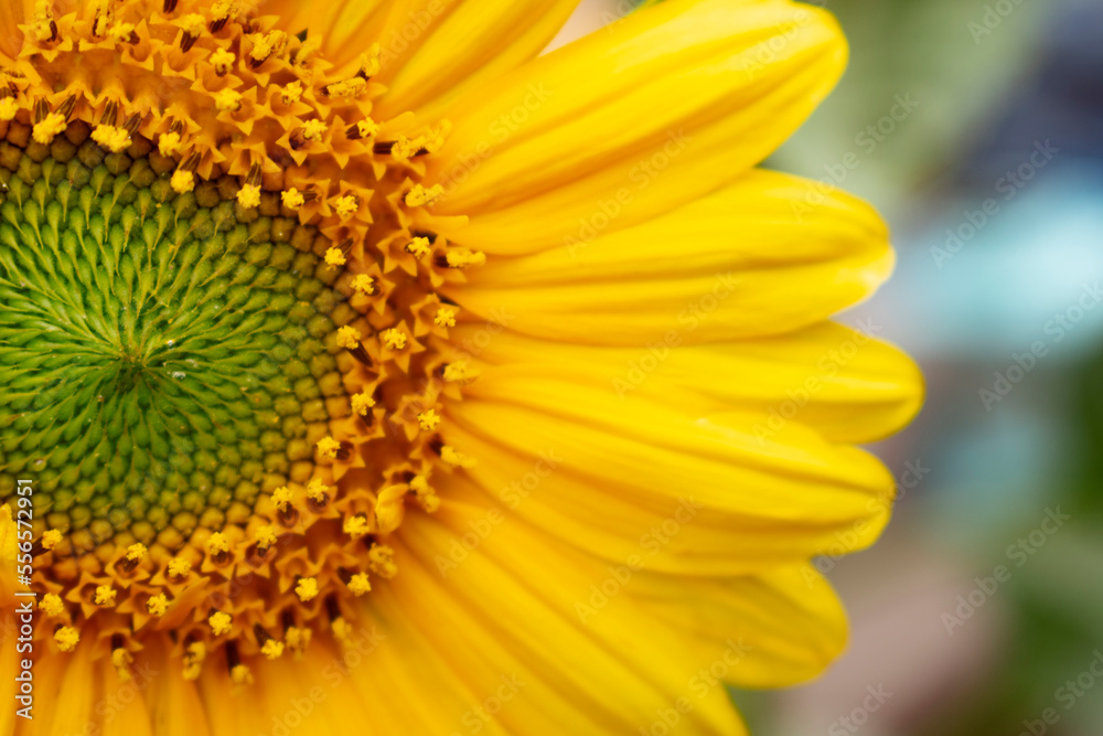 sunflower
sunflower