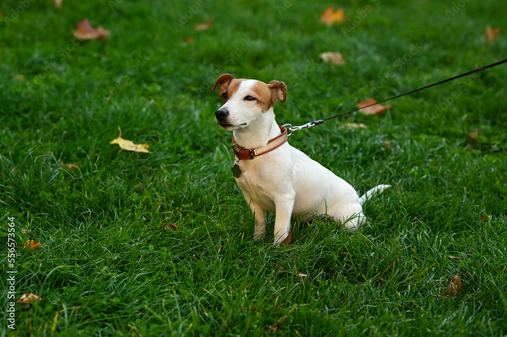 Adorable Jack Russell Terrier on green grass. Dog walking Adorable Jack Russell Terrier on green grass. Dog walking
