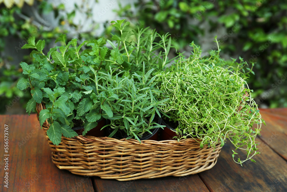 Wicker basket with fresh mint, thyme and rosemary on wooden table outdoors. Aromatic herbs Wicker basket with fresh mint, thyme and rosemary on wooden table outdoors. Aromatic herbs