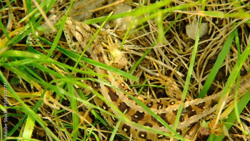 Lizard close-up . Lacertilia. Reptile animal of the squamous order in green grass. 4k footage Lizard close-up . Lacertilia. Reptile animal of the squamous order in green grass. 4k footage