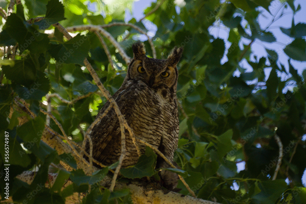 Great Horned Owl
With its long, earlike tufts, intimidating yellow-eyed stare, and deep hooting voice Great Horned Owl
With its long, earlike tufts, intimidating yellow-eyed stare, and deep hooting voice