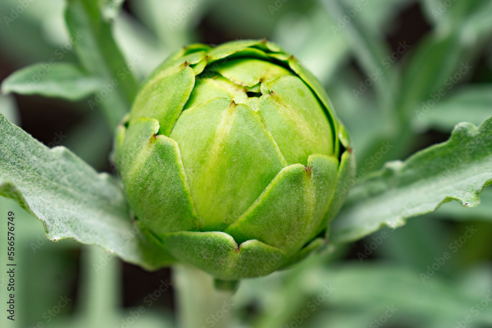 Fototapeta premium close up of artichoke