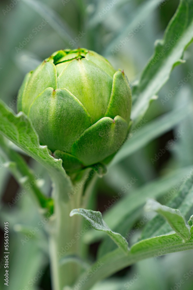 close up of a artichoke close up of a artichoke