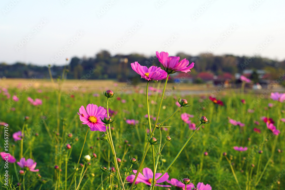 Cosmos bipinnatus flower field, flowers in full bloom with beautiful colors. Soft and selective focus. Cosmos bipinnatus flower field, flowers in full bloom with beautiful colors. Soft and selective focus.