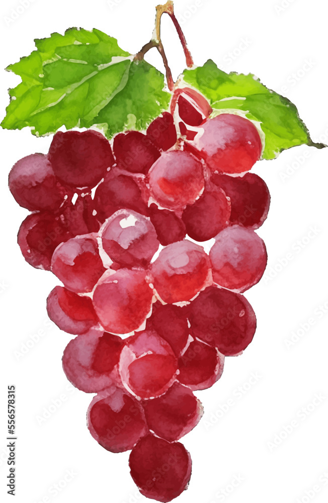 red grape hand drawn with watercolor painting style illustration Stock
