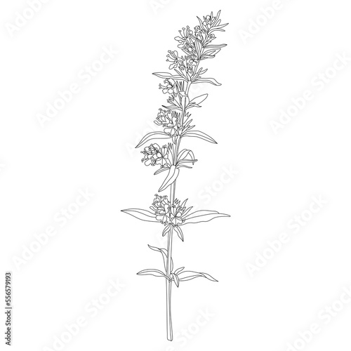 Blooming branch of hyssop plant. Hyssópus officinális. Black and white linear silhouette.
