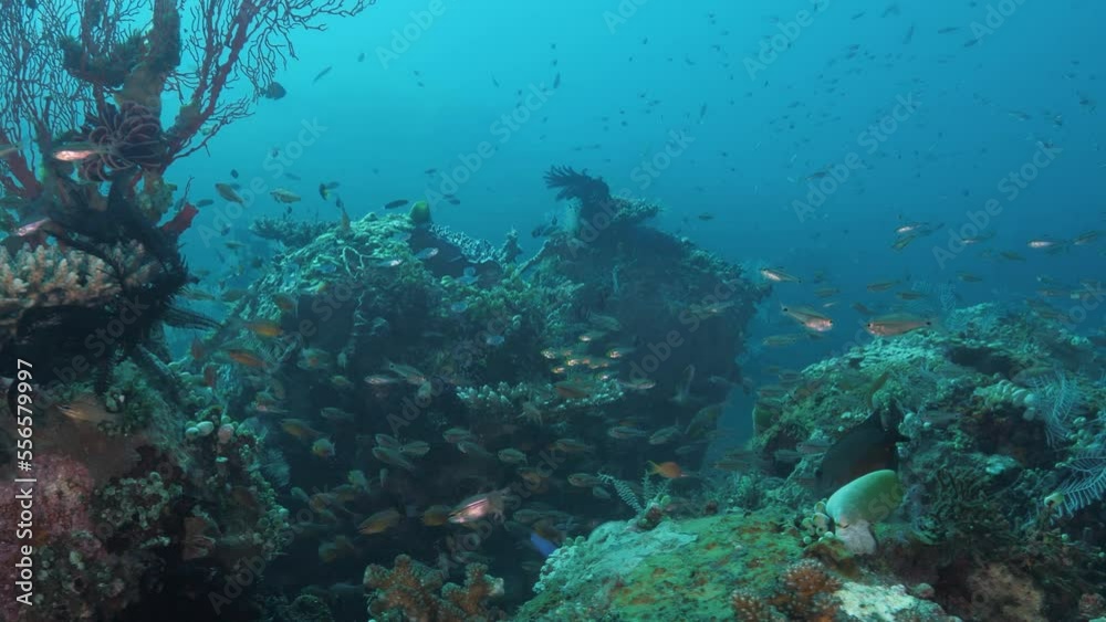 Established healthy reef system from an underwater coral reef restoration project. Marine science Established healthy reef system from an underwater coral reef restoration project. Marine science