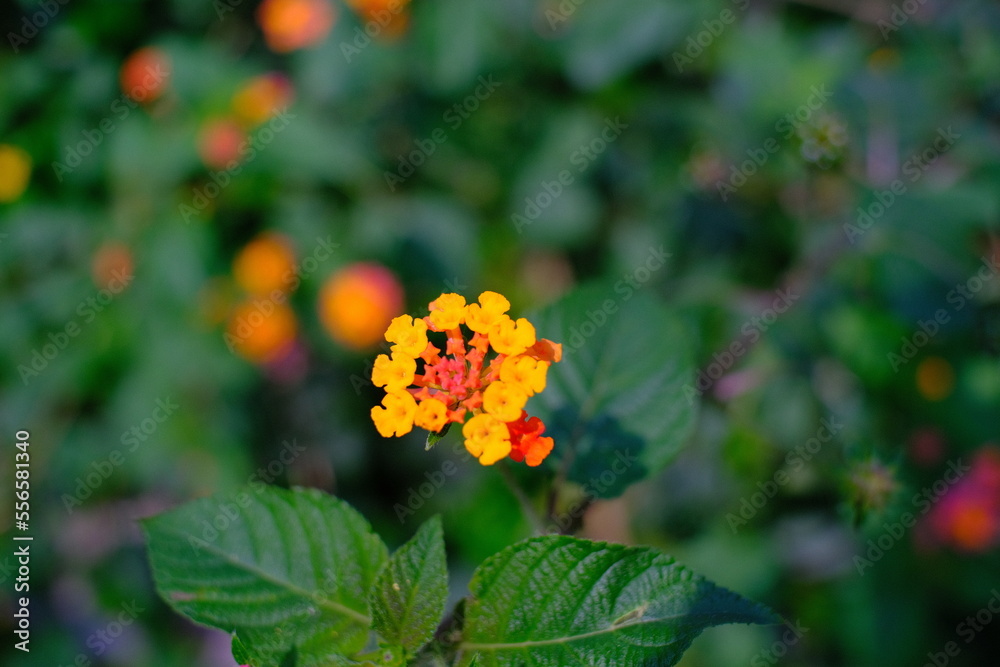 Abstract Defocused Blurred Background Orange flowers on the edge of the fence in Cicalengka - Indonesia. Not Focus