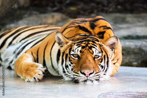 Fototapeta Naklejka Na Ścianę i Meble -  Tiger lying relax on a stone