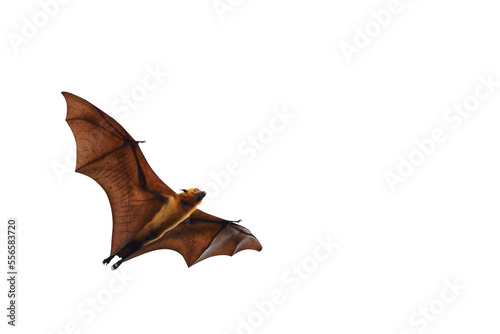 Canvas Print Bat flying isolated on transparent background