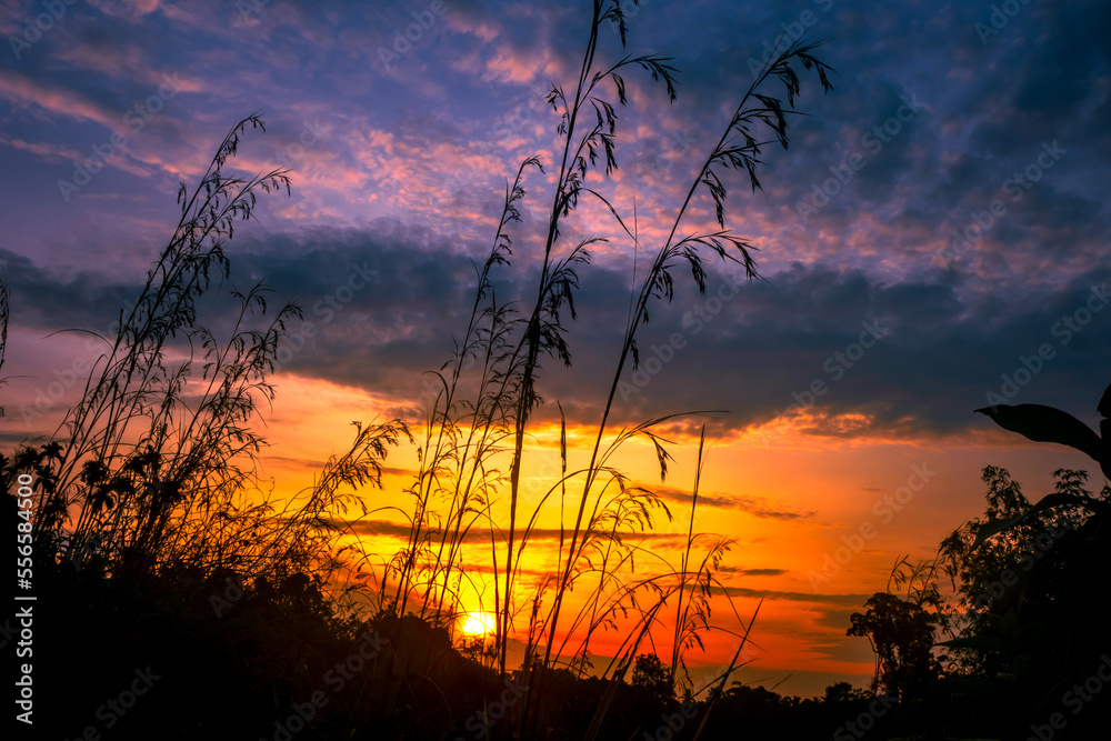 Grass in silhouette against the orange sunset sky Grass in silhouette against the orange sunset sky