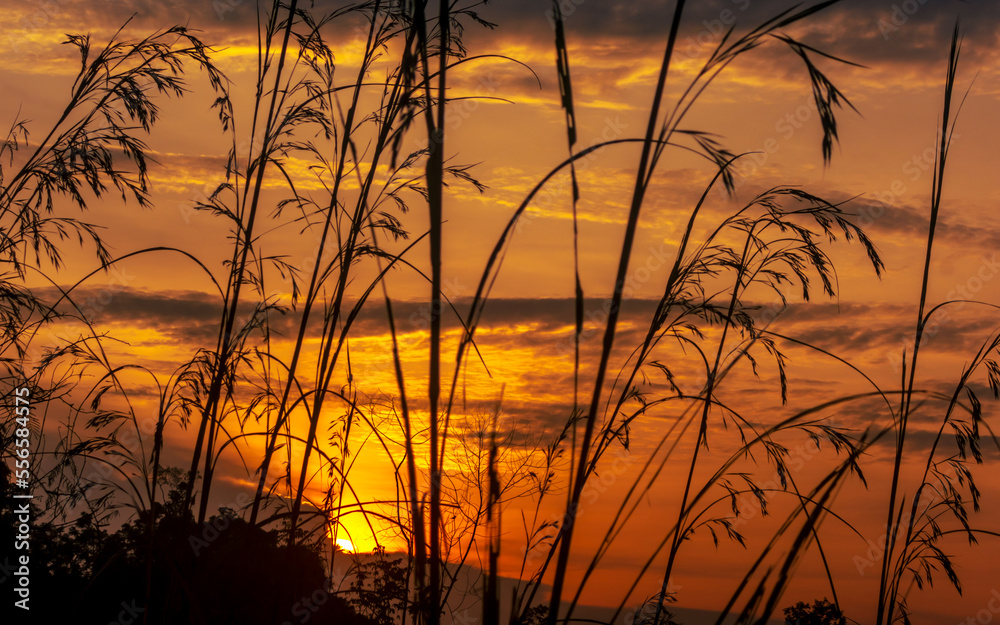 Grass in silhouette against the orange sunset sky
