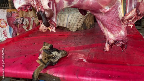 Animal slaughter concept. Meat shop. Goats tied by rope for sell or slaughter next for meat in Bangladesh. Animal torture. Handheld shot photo