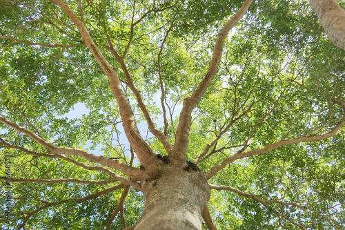 Landscape the big tree with nature background