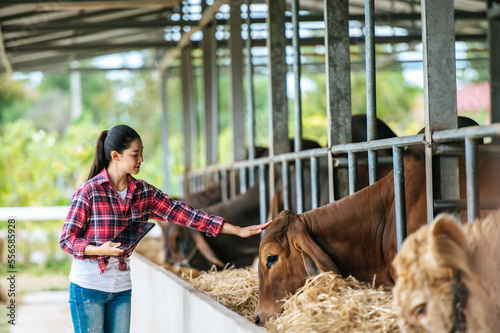 Asian young farmer woman with tablet pc computer and cows in cowshed on dairy farm. Agriculture industry, farming, people, technology and animal husbandry concept.