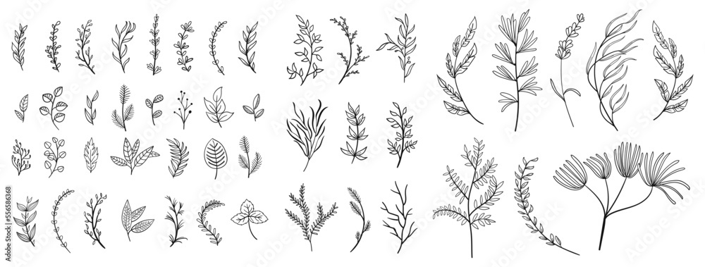 set collection plants leave hand draw vector. Drawing beautiful creeper leaves, decorative set	 - obrazy, fototapety, plakaty 