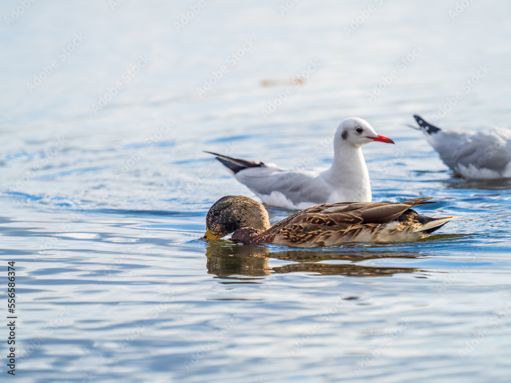 Mallard female Duck swims in the pond.