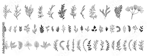 set collection plants leave hand draw vector. Drawing beautiful creeper leaves, decorative set	