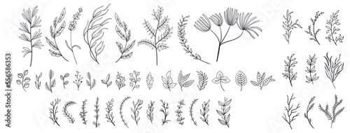 set collection plants leave hand drawn vector. Drawing beautiful creeper leaves, decorative set	